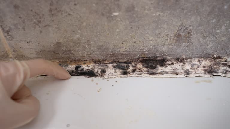 Trusted Yorkville, NY Mold Removal Experts